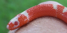 Bicolor male headshot