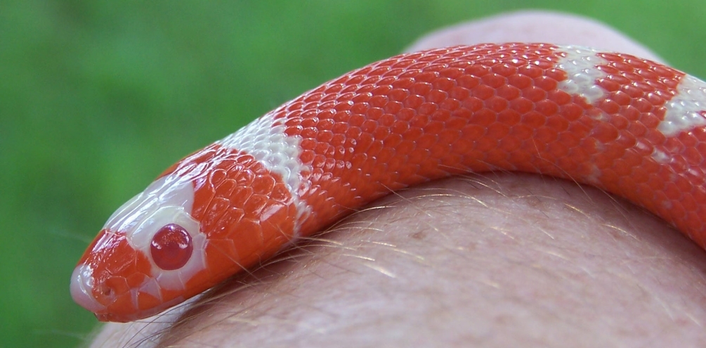 Bicolor male headshot