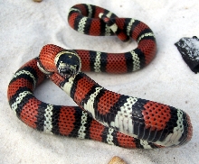 Juvenile female black milk