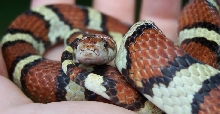 Calvert adult male