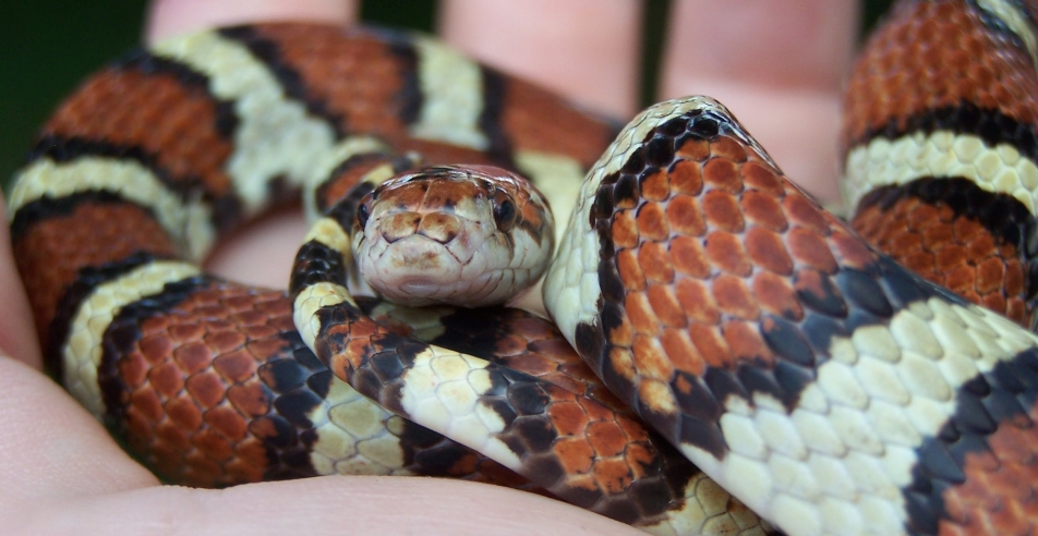 Calvert adult male