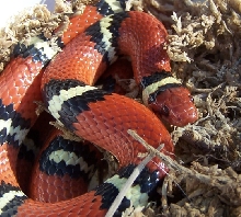 Female het