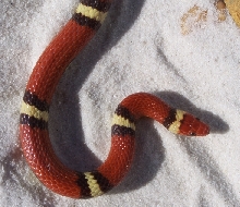 hypo head