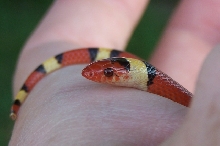 Citrus County juvenile