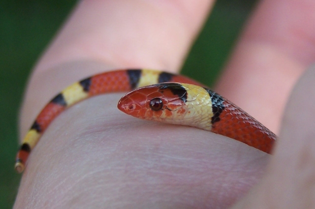 Citrus County juvenile