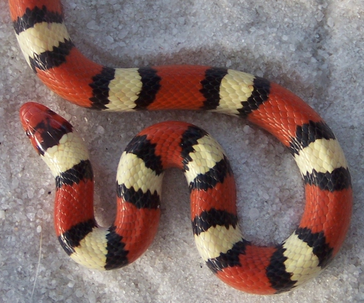male elapsoides