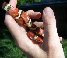 hypo