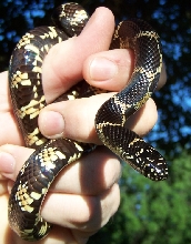 juvenile Pinellas floridana