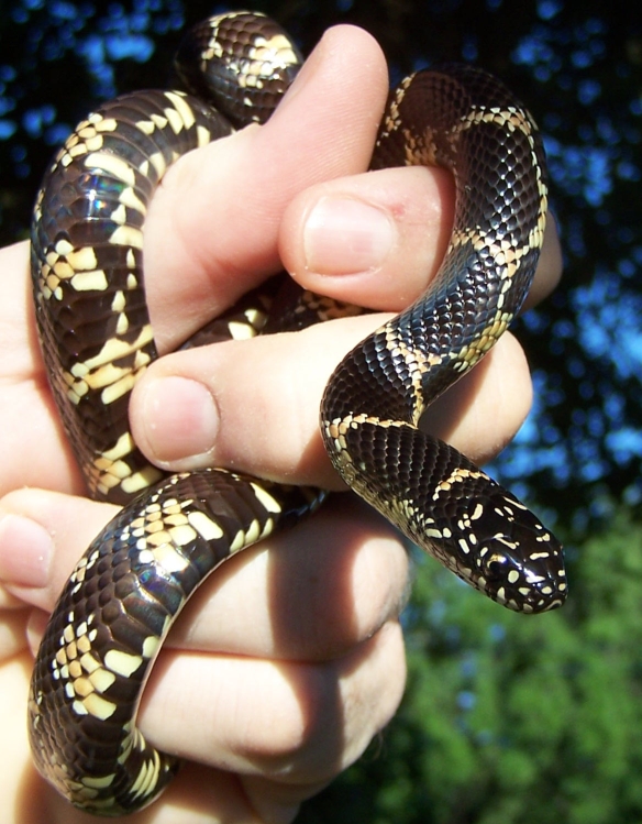 juvenile Pinellas floridana