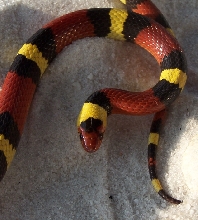 male scarlet
