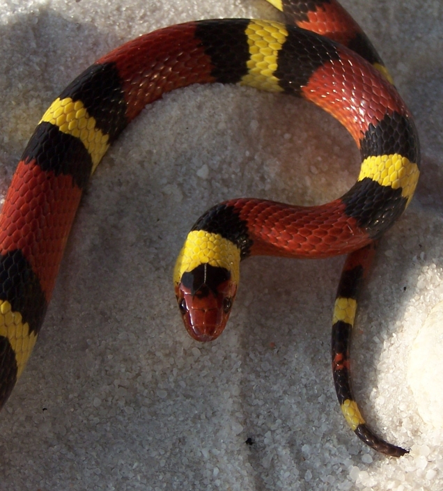 male scarlet