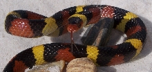 Sarasota County