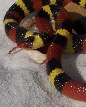 Sarasota County