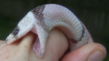 Ghost male