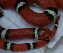 Young male Tyrrell