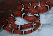 Young male Tyrrell