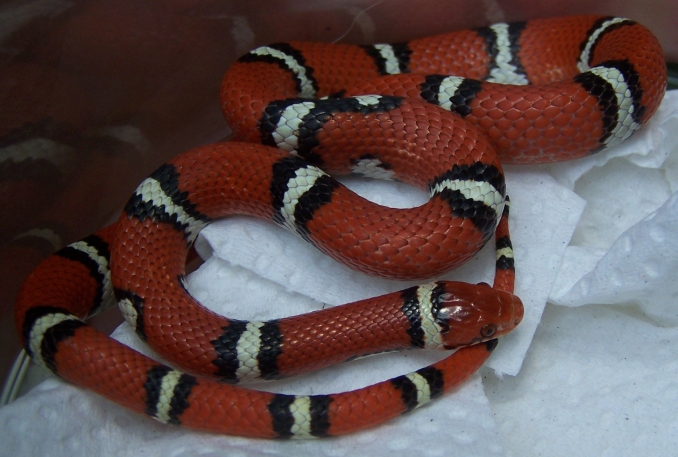 Young male Tyrrell