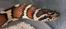 female Burlington temporalis