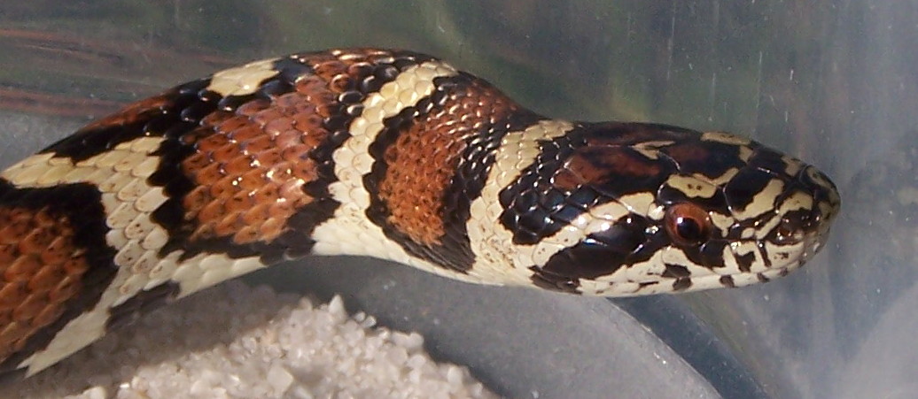 female Burlington temporalis