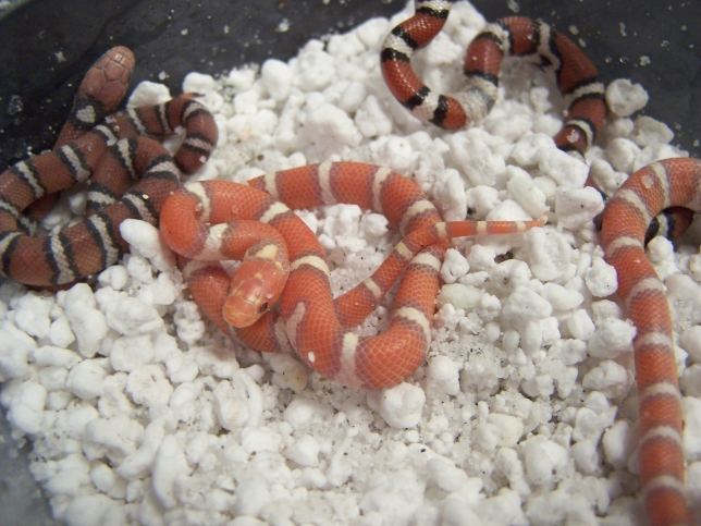 Calverts just shedding