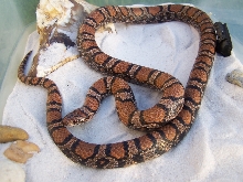 Adult female York County