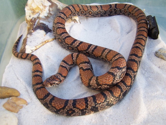 Adult female York County