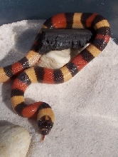 Juvenile female hypo apricot campbelli