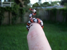 neonate scarlet