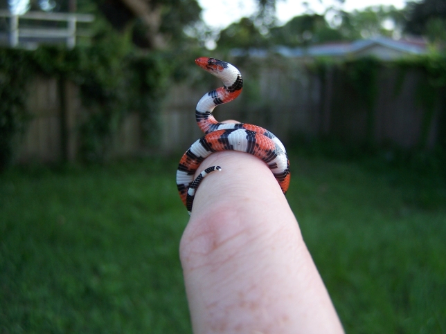 neonate scarlet