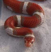 female hypo coastal