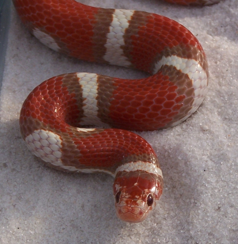 female hypo coastal