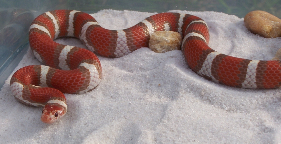 Sub-adult hypo coastal