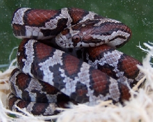 Bronx triangulum