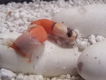 Kooij hatchling