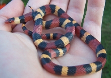 Levy County, FL Scarlet