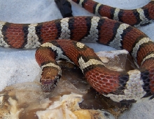 Adult male Calvert