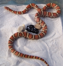 Montgomery County, MD eastern milk