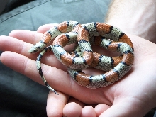 Female multistrata