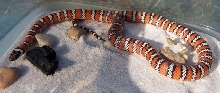 Female Juarez agalma