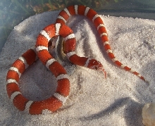 Hypo coastal