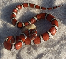 Juvenile female St. Mary's County temporalis