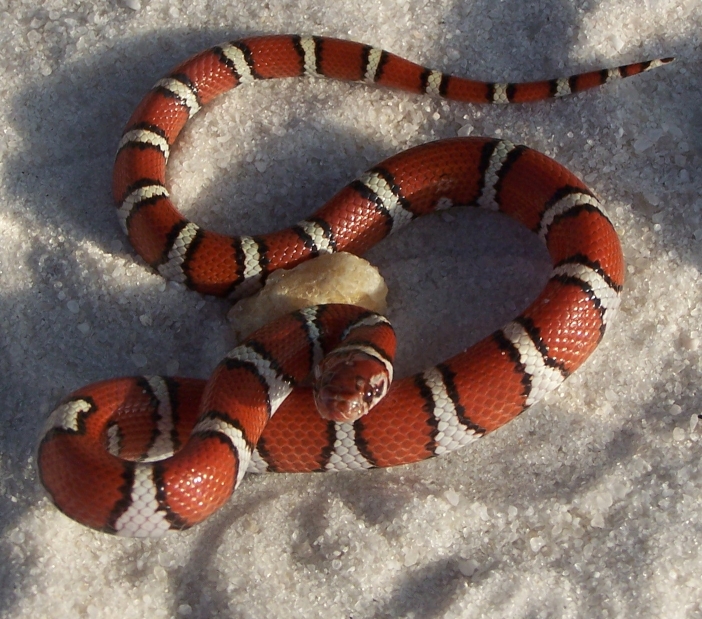 Juvenile female St. Mary's County temporalis