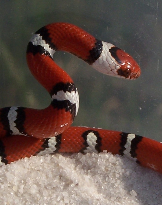 Juvenile Tyrrell County, NC temporalis