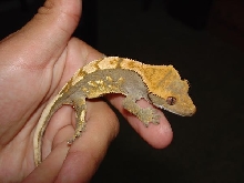 My Crested Gecko