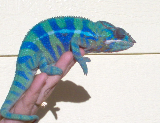 blue chameleon