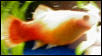 Female Platy