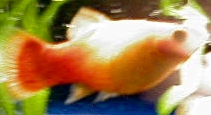 Female Platy
