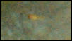 Platy Fry