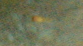 Platy Fry