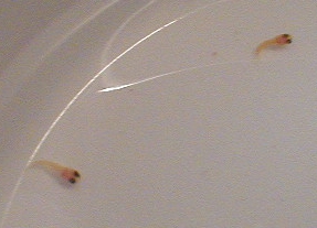 Mini-Platy